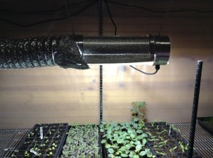 seedlings-with-light