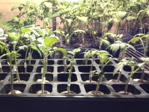 Brandywine and German Stripe tomatoes grafted with Colosus root stock. Click to enlarge.