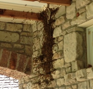 A mass of swarming bees