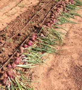 Red onions for Mary.