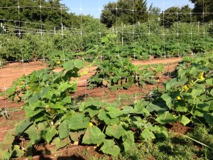 Late summer cucumbers and squash both second crops