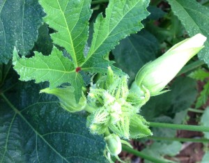 Okra spines thick with dew.