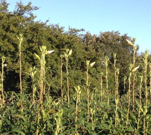 Okra bloom stalks are 3 feet long