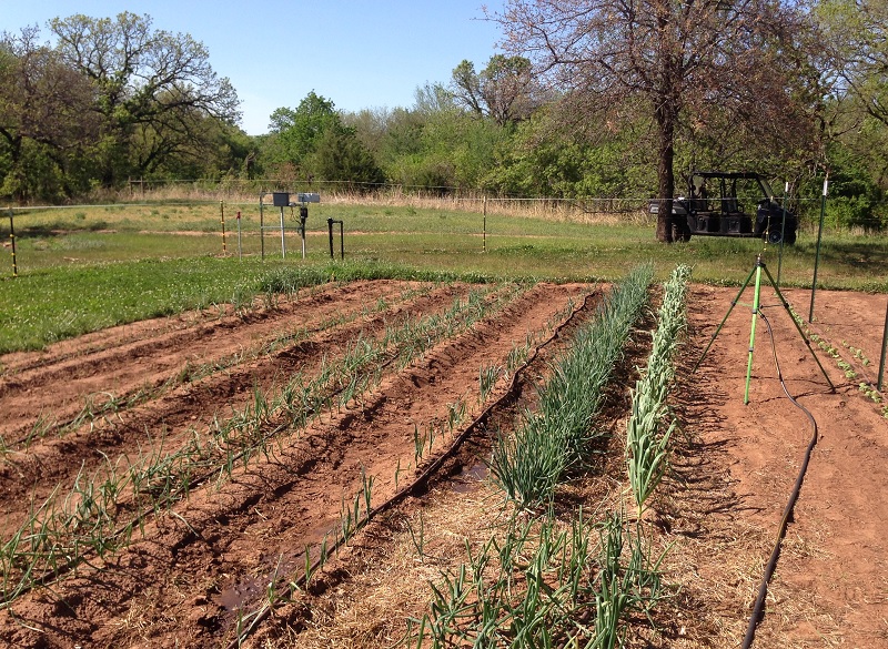 May 8th onion patch